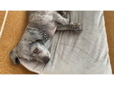 Köpeğimize yeni yuva arıyoruz