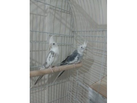 Sultan papağanı white face takım