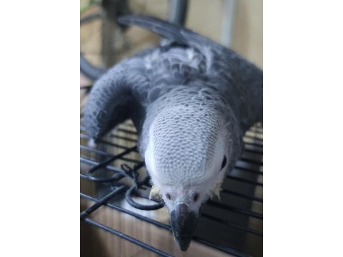 Bebek jako papağanı bir bacağı içeri basmaktadır