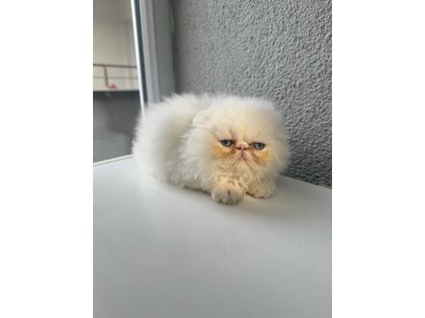 İran persian 2 aylık dişi