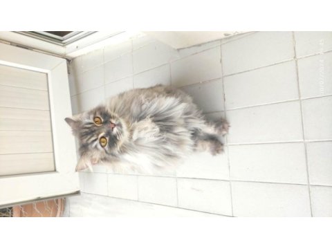 2 yaş kısır çipli aşılı british longhair erkek