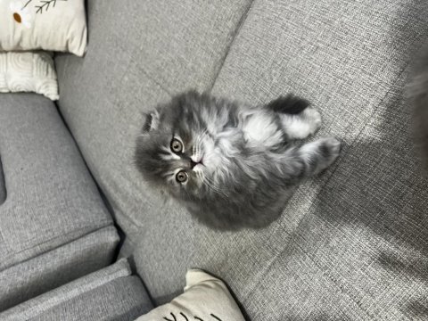 İpek tüylü scottish longhair yavru