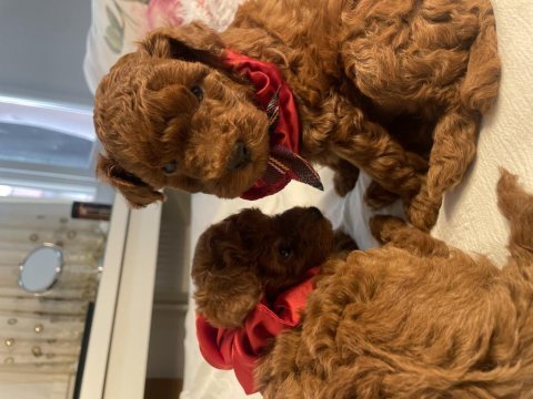 Teacup poodle red brown 2 aylık