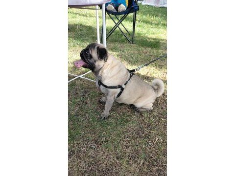 Tuvalet eğitimli son derece uysal pug