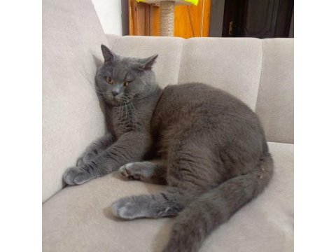 British shorthair kedisi