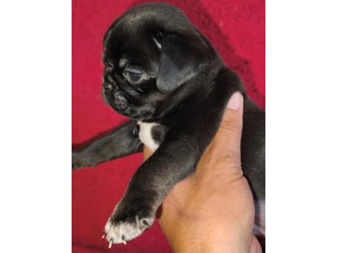 Egzotik renk pug mops yavruları