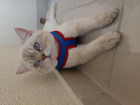 Secereli safkan british blue point