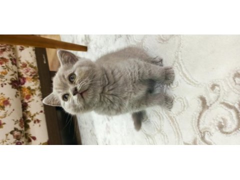 2 aylık dişi british shorthair
