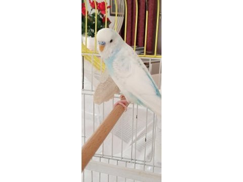 Konuşan muhabbet kuşumuz ilanda 10 kelime net