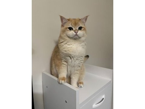 British ny12 erkek kedi
