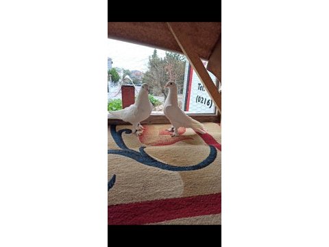 Beyaz güvercin oyun kuşu kaliteli beyaz