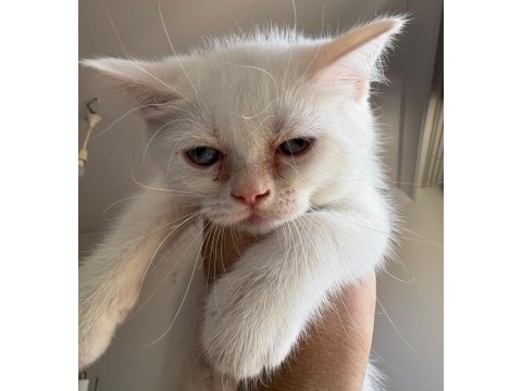 Güzeller güzeli british shorthair dişi