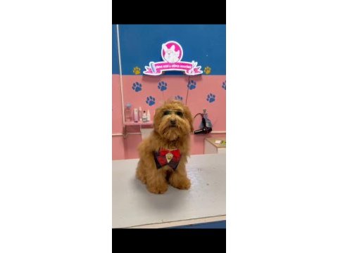 Maltipoo yavrular