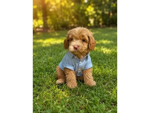 Muhteşem poodle minikler