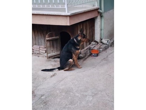 3 yaşında alman kurdu k9 erkek