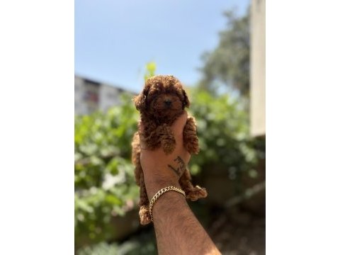 Orjinal kore toy poodle bebekler son 2 erkek kaldı