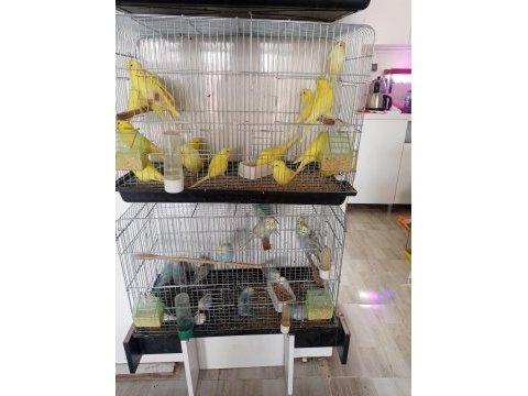 Muhabbet kuşu yavru çift erkek dişi