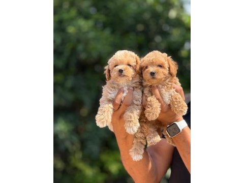 Büyümeyen aşılı çiş eğitimli maltipoo bebekler