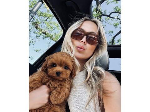Kore teacup maltipoo