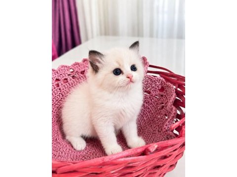 Full şecereli ragdoll yavruları