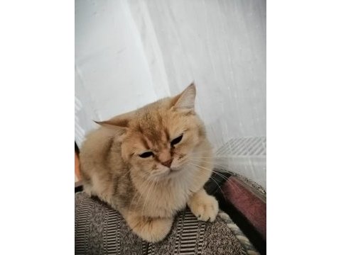 Güzel gözlü british shorthair kızımızı ücretsiz