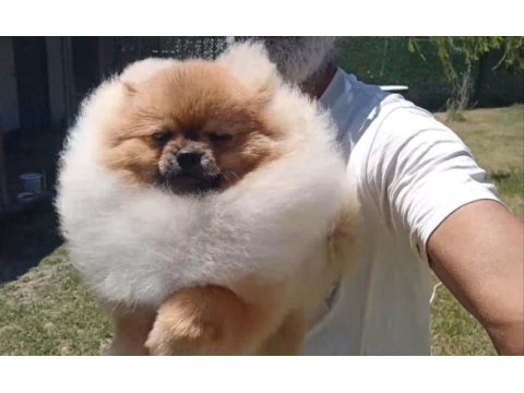 Orijinal pomeranian boo