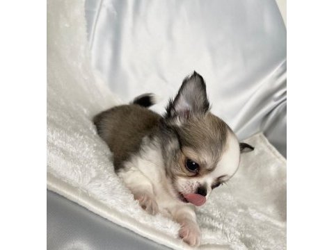 Biblo bebek chihuahua