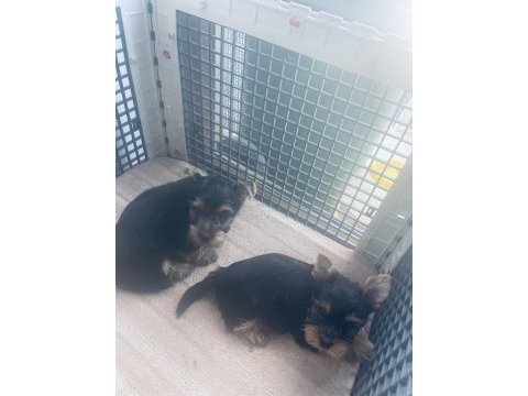 Safkan 2 minik erkek yorkshire terrier