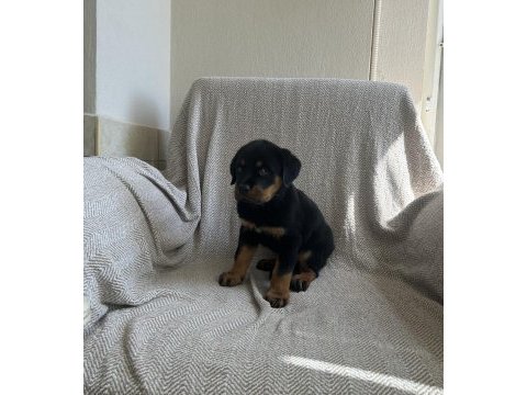 Rottweiler safkan alman yavru