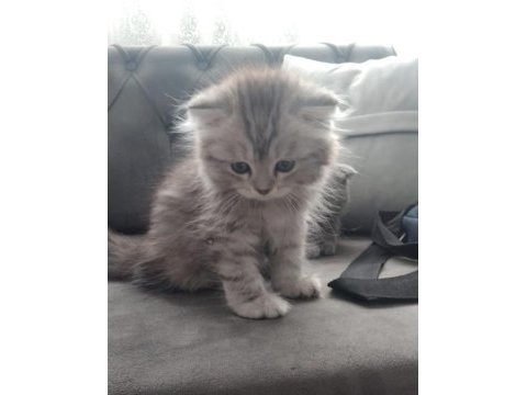 British shorthair bebeklerime güzel yuva arıyorum