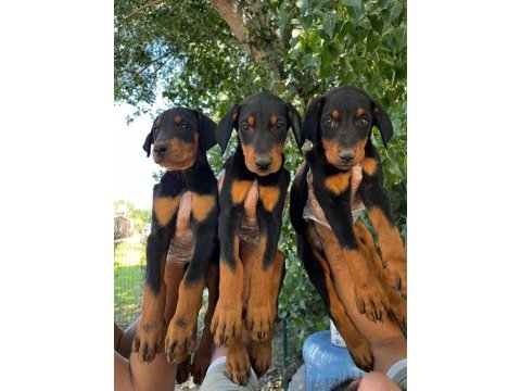 Doberman yavrumuz