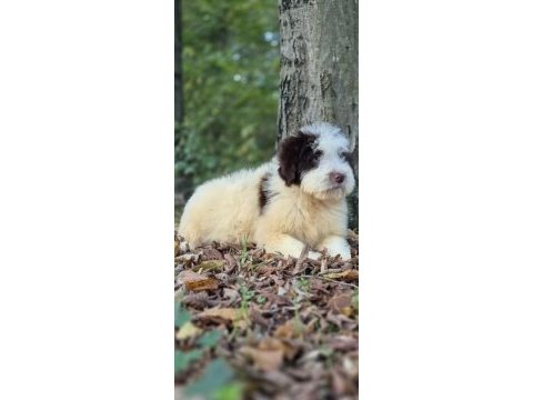 Chocolate pied aussiedoodle yavrumuz