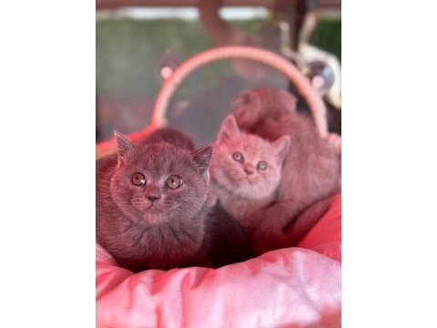 Scottish fold bebeklerimiz