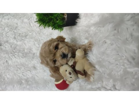 Veteriner kontrolünden garantili maltipoo bebekler
