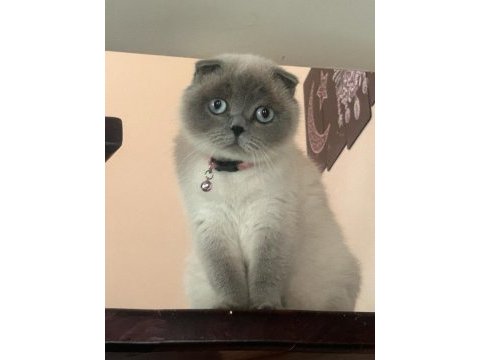 Birbirinden ayrılmayan tatlı scottish fold arkadaşlar uyguna
