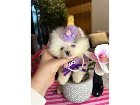 Mutluluk getirecek yavru köpekler sizi bekliyor
