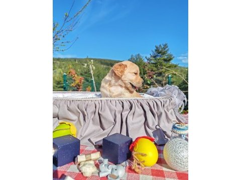 Baby face safkan golden retriever yavruları