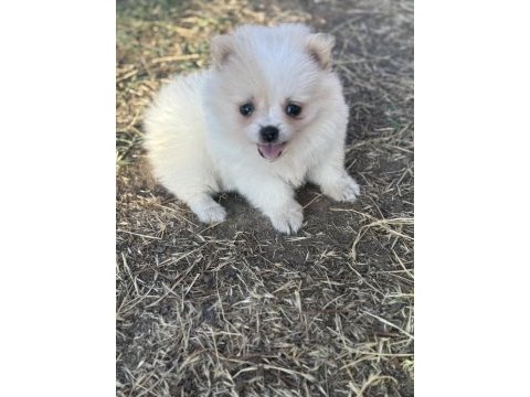 Orijinal pomeranian bebekler