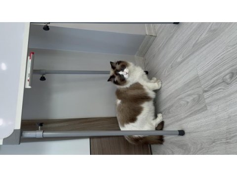 Şecereli ragdoll kızımız yeni yuvasını arıyor