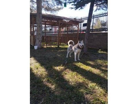 2 buçuk yaşında safkan dişi husky (sibirya kurdu)