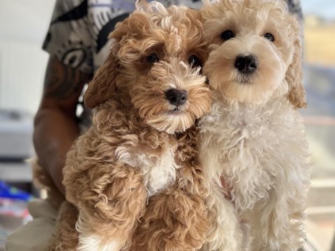 Wc eğitimli maltipoo lar petmode den