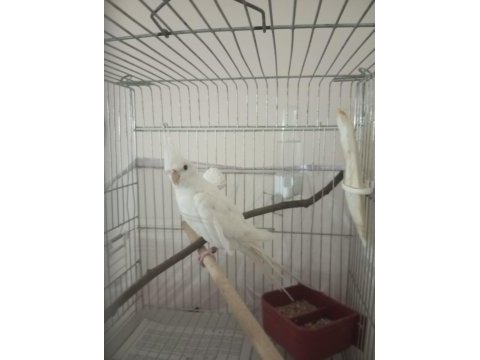 Uygun sultan papağanı albino grey