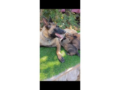 Safkan malinois yavrular