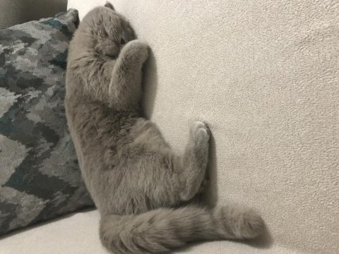 4,5 aylık scottish fold lilak dişi
