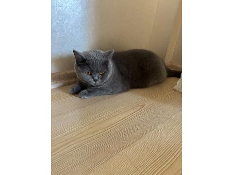 On iki şubat british shorthair