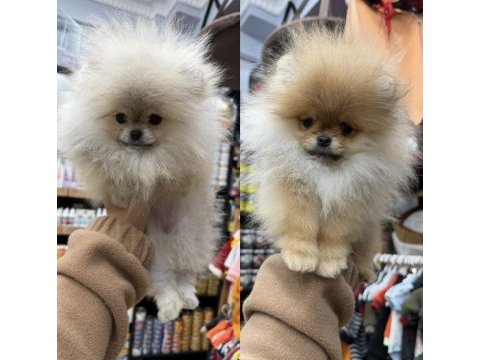 Kaliteli boo pomeranian