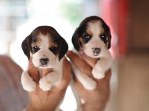 Erkek ve dişi elizabeth beagle minnoşlar