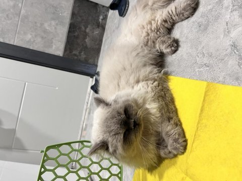 Talı patiler iran kedisi erkektir
