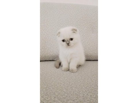 Maviş gözlü scottish fold yavrum yeni ailesini arıyor