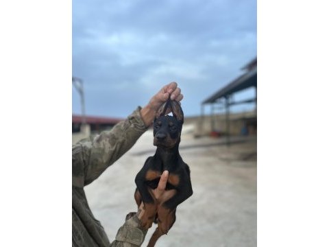 Kaliteli doberman yavruları